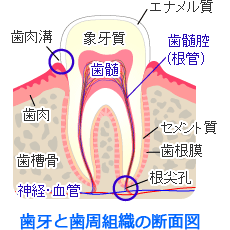歯牙と歯周組織の断面図
