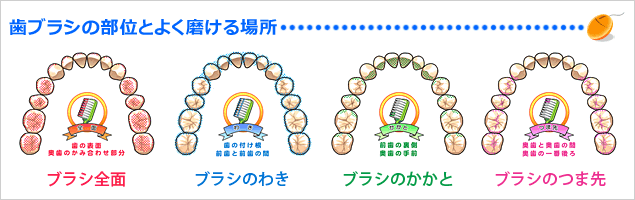 歯ブラシでよく磨ける場所